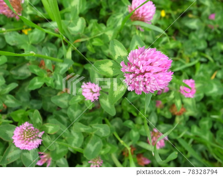 Red clover 78328794