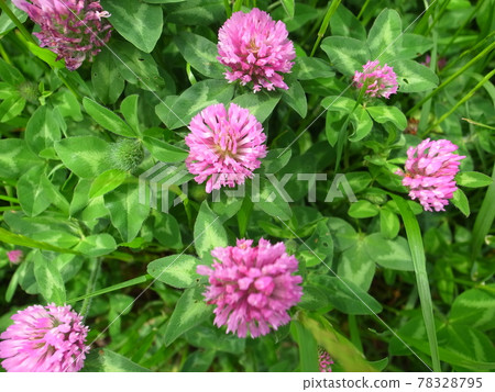 Red clover Red clover 78328795