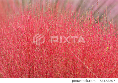 Autumn Satoyama Garden Festa 2020 Large Flowerbed Autumn Flowers, Kokia Autumn Satoyama Garden Festa 2020 Large Flowerbed Autumn Flowers, Kokia 78328807