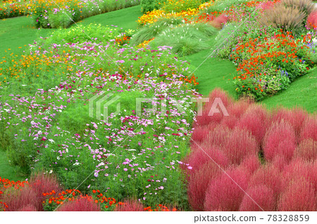 秋季里山花園節 2020 大花壇秋花,Kokia 秋季里山花園節 2020 大花壇秋花,Kokia 78328859
