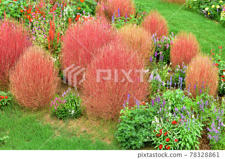 秋季里山花園節 2020 大花壇秋花，Kokia 78328861