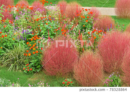 秋季里山花園節 2020 大花壇秋花，Kokia 78328864
