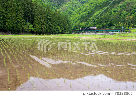 高山主線新鮮綠 高山主線新鮮綠 78328865
