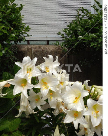 Lily of flowers 78328866