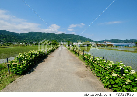 [神奈川] 開成繡球村 78328950