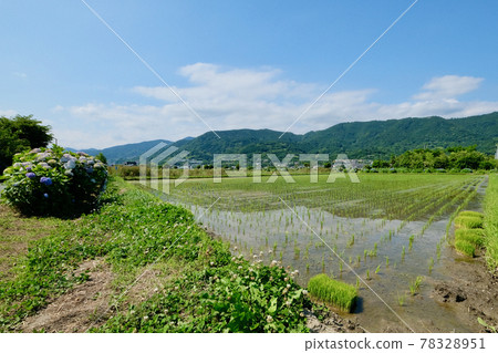 [神奈川] 開成繡球村 78328951
