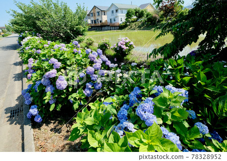 [Kanagawa] Kaisei Hydrangea Village 78328952