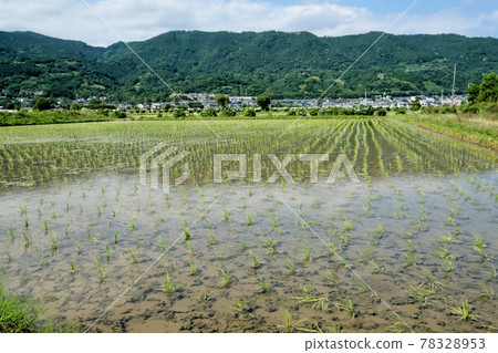 [Kanagawa] Kaisei Hydrangea Village 78328953