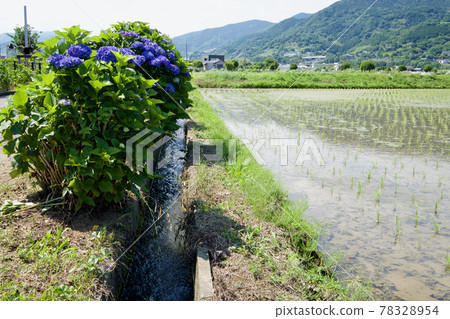 [Kanagawa] Kaisei Hydrangea Village 78328954
