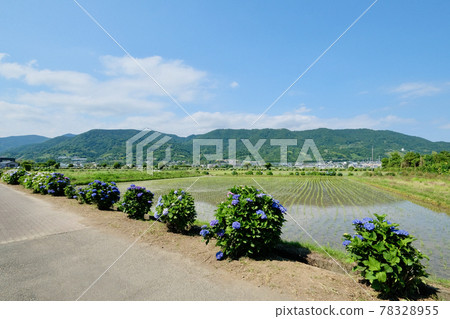 [Kanagawa] Kaisei Hydrangea Village 78328955