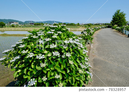 [Kanagawa] Kaisei Hydrangea Village 78328957