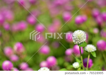 Autumn Satoyama Garden Festa 2020 Large Flower Bed Autumn Flowers, Sennichikou Autumn Satoyama Garden Festa 2020 Large Flower Bed Autumn Flowers, Sennichikou 78328995