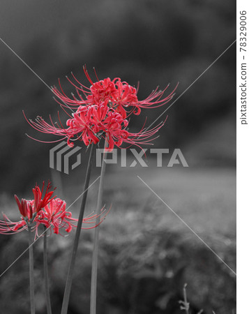 Cluster amaryllis Cluster amaryllis 78329006