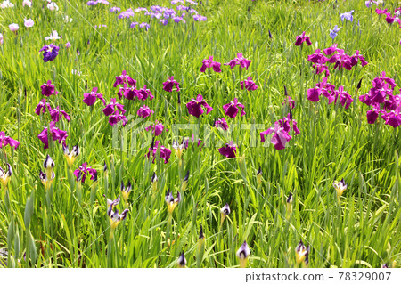 Iris ensata in colorful Kitayama Park (2) 78329007