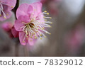 Plum blossom  78329012