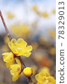 Wax plum 78329013