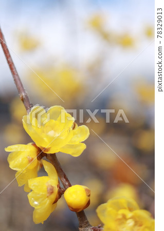 Wax plum 78329013