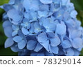 hydrangea   78329014