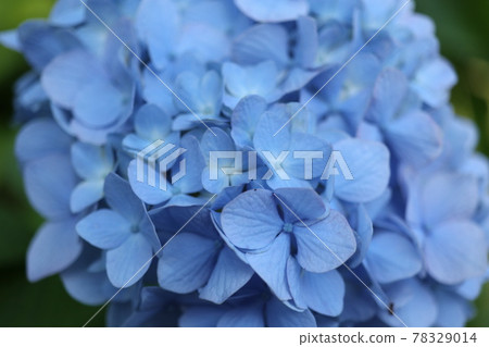 hydrangea hydrangea 78329014