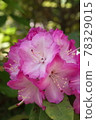 Western rhododendron 78329015