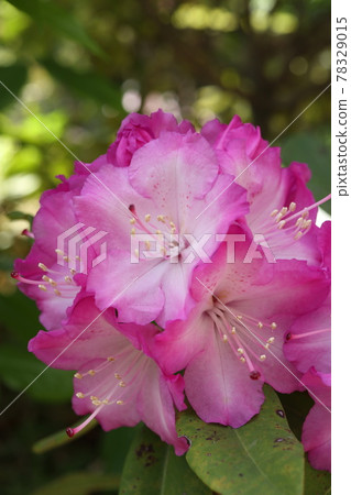 Western rhododendron 78329015