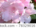 Rhododendron 78329016