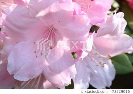 Rhododendron 78329016
