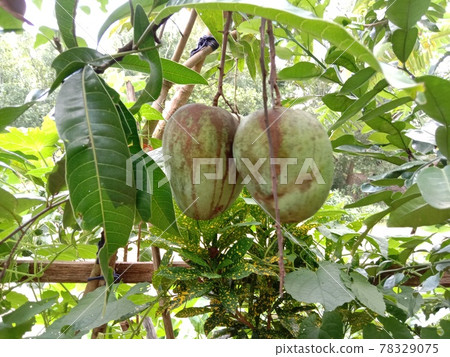 testy and healthy green mango testy and healthy green mango 78329075