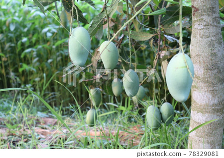 testy and healthy green mango testy and healthy green mango 78329081
