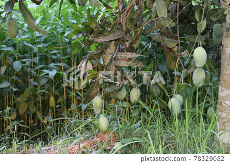 testy and healthy green mango 78329082