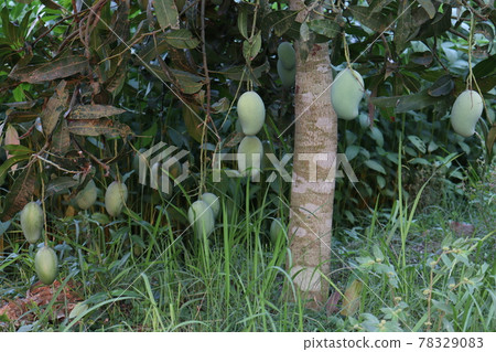 testy and healthy green mango testy and healthy green mango 78329083