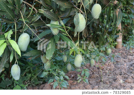 testy and healthy green mango 78329085