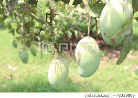 testy and healthy green mango testy and healthy green mango 78329090