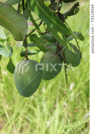 testy and healthy green mango 78329094