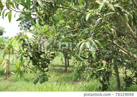 testy and healthy green mango 78329098