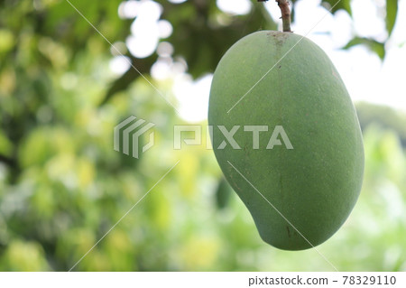 testy and healthy green mango 78329110