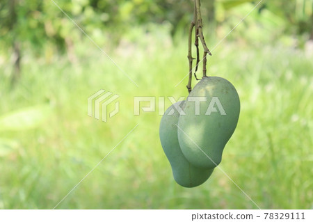 testy and healthy green mango 78329111