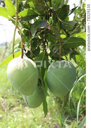 testy and healthy green mango testy and healthy green mango 78329130
