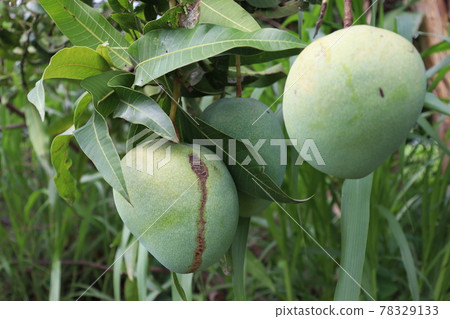 testy and healthy green mango 78329133