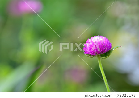 Autumn Satoyama Garden Festa 2020 Large Flower Bed Autumn Flowers, Sennichikou 78329175