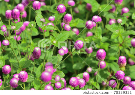 Autumn Satoyama Garden Festa 2020 Large Flower Bed Autumn Flowers, Sennichikou 78329331