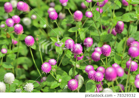 秋季里山花園節 2020 大花壇 秋花 千日口 78329332