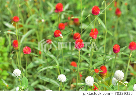 秋季里山花園節 2020 大花壇 秋花 千日口 78329333