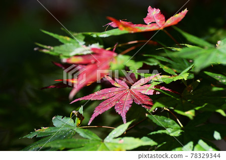 秋天變紅的楓樹 78329344