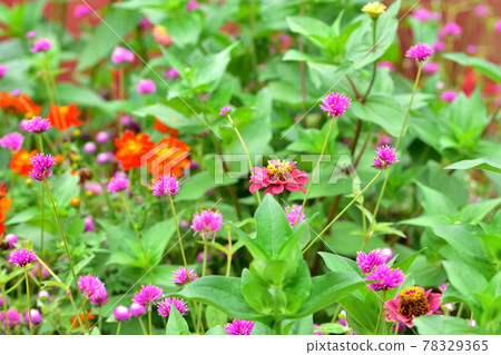 秋季里山花園節 大花壇秋花千日口 照片素材 圖片 圖庫