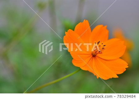 Autumn Satoyama Garden Festa 2020 Large Flower Bed Autumn Flowers, Kibana Cosmos 78329484