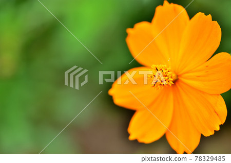 Autumn Satoyama Garden Festa 2020 Large Flower Bed Autumn Flowers, Kibana Cosmos 78329485