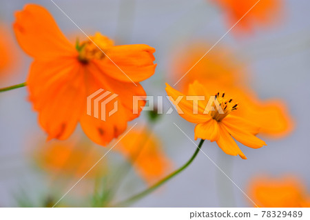 秋季里山花園節 2020 大花壇 秋花,Kibana Cosmos 秋季里山花園節 2020 大花壇 秋花,Kibana Cosmos 78329489