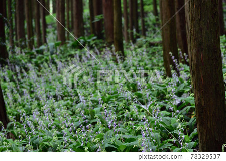 櫪木縣鹽谷町Calanthe reflexa 櫪木縣鹽谷町Calanthe reflexa 78329537