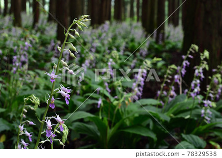 櫪木縣鹽谷町Calanthe reflexa 櫪木縣鹽谷町Calanthe reflexa 78329538
